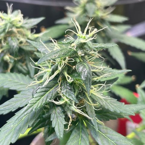 MG004 growlog timeline photo