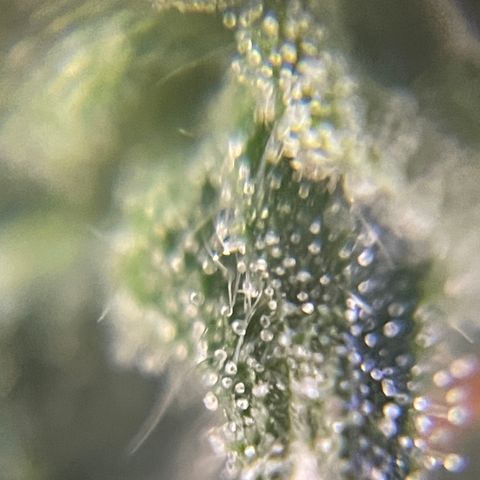 MG004 growlog timeline photo