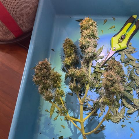 MG001 growlog timeline photo