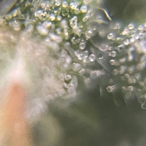 MG004 growlog timeline photo