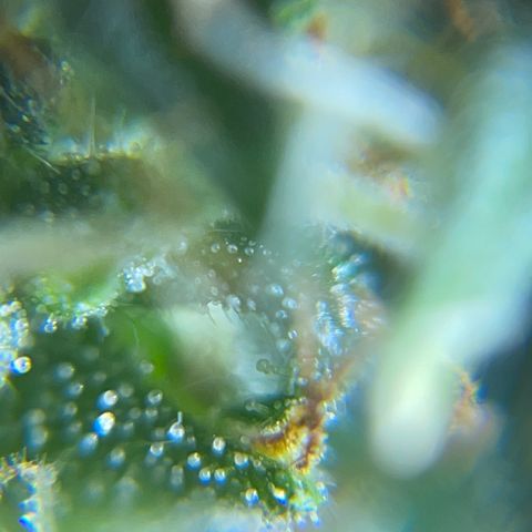 MG001 growlog timeline photo