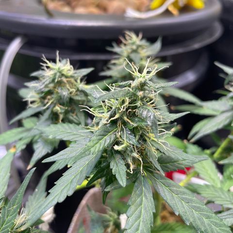 MG004 growlog timeline photo