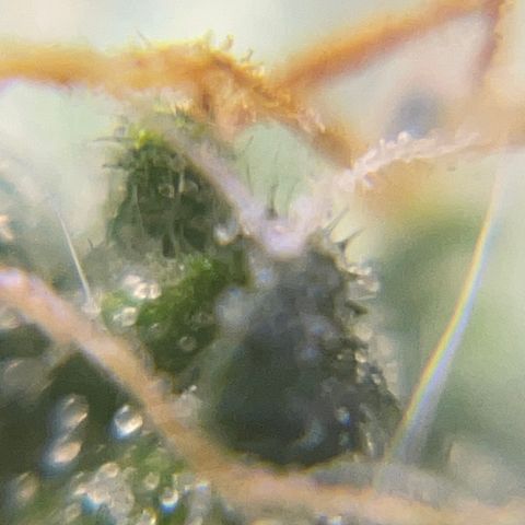 MG004 growlog timeline photo