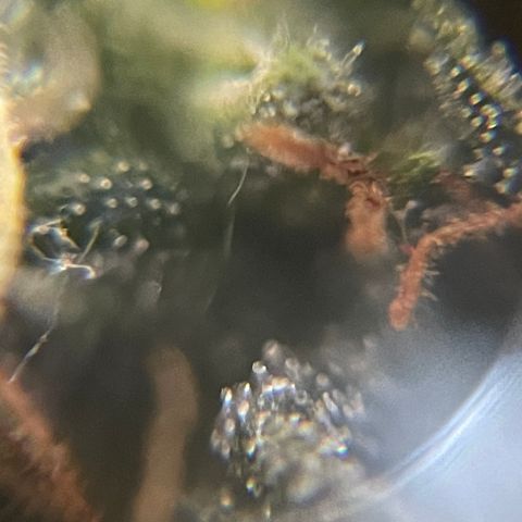 MG001 growlog timeline photo