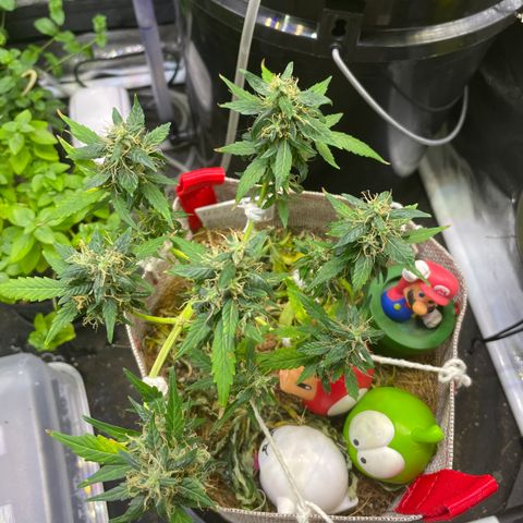 MG004 growlog timeline photo