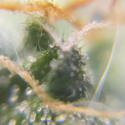 MG004 growlog timeline photo
