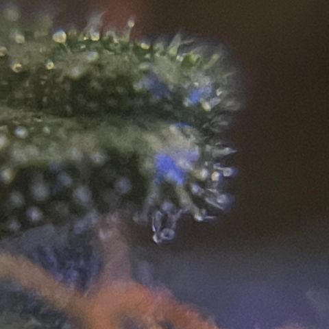 MG001 growlog timeline photo