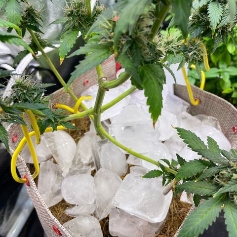 MG001 growlog timeline photo