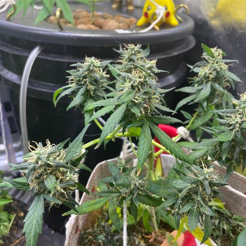 MG004 growlog timeline photo