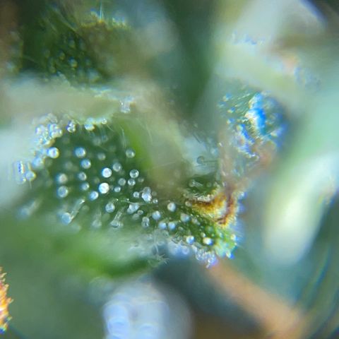 MG001 growlog timeline photo