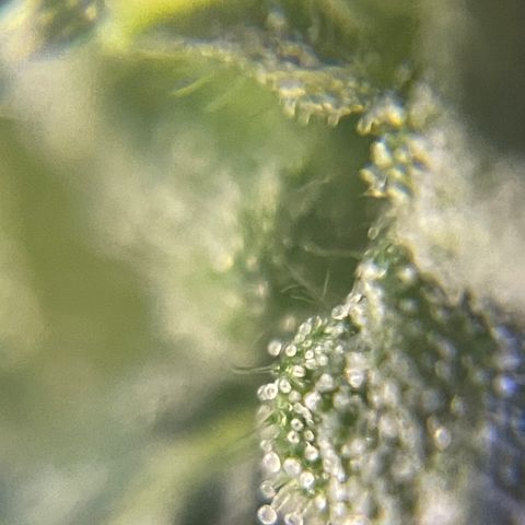 MG004 growlog timeline photo