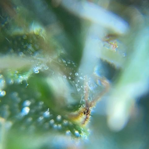 MG001 growlog timeline photo