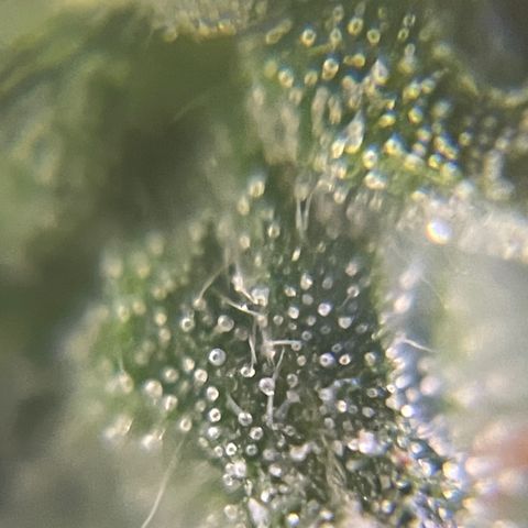 MG004 growlog timeline photo