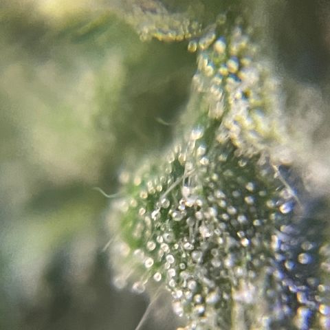MG004 growlog timeline photo