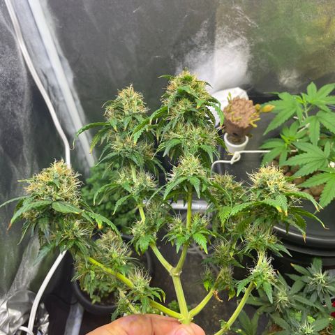 MG001 growlog timeline photo