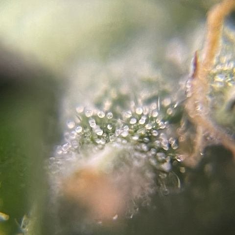 MG004 growlog timeline photo