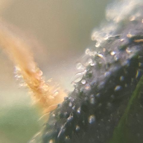 MG004 growlog timeline photo