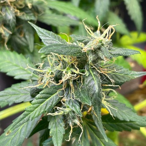 MG004 growlog timeline photo