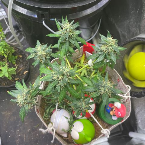 MG004 growlog timeline photo