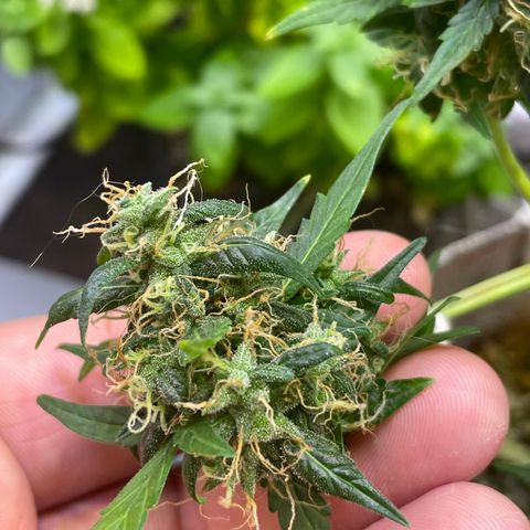 MG004 growlog timeline photo