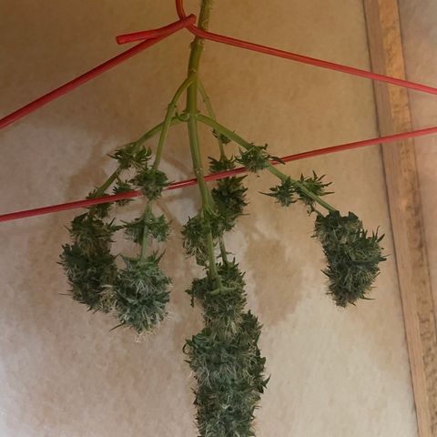 MG001 growlog timeline photo