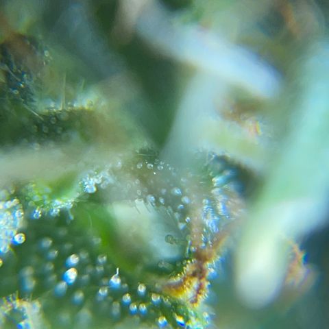 MG001 growlog timeline photo