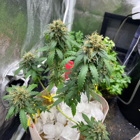MG001 growlog timeline photo