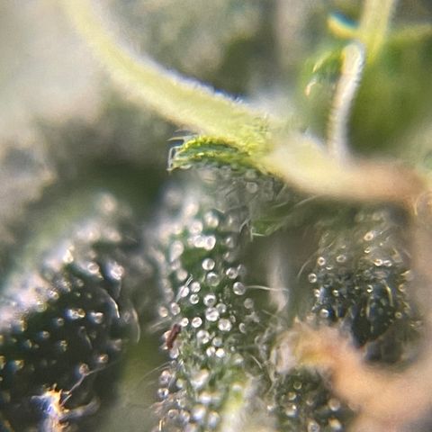 MG004 growlog timeline photo