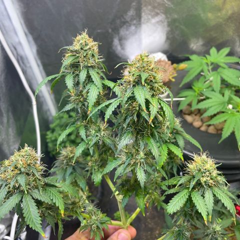 MG001 growlog timeline photo