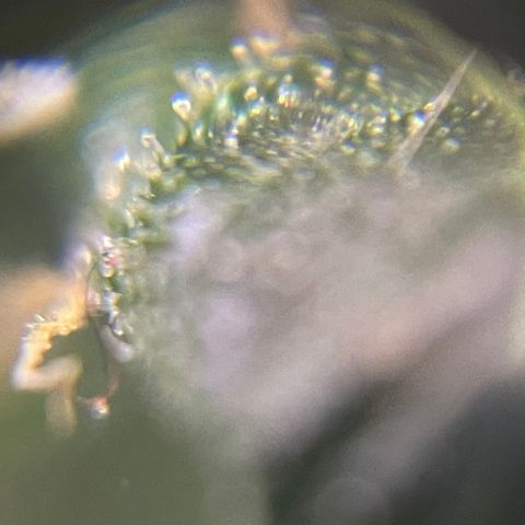 MG004 growlog timeline photo