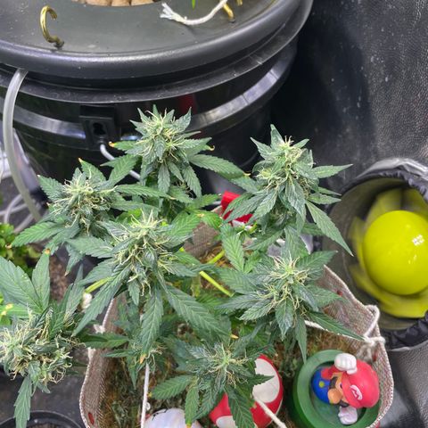 MG004 growlog timeline photo