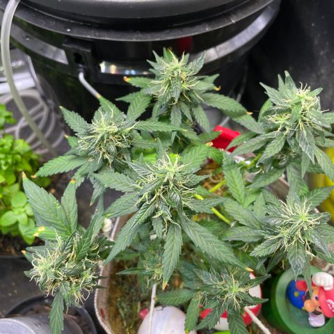 MG004 growlog timeline photo