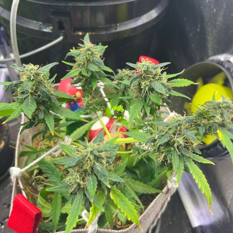 MG004 growlog timeline photo