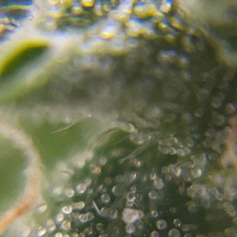 MG004 growlog timeline photo