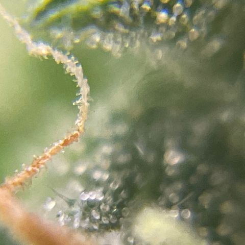 MG004 growlog timeline photo
