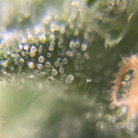 MG004 growlog timeline photo