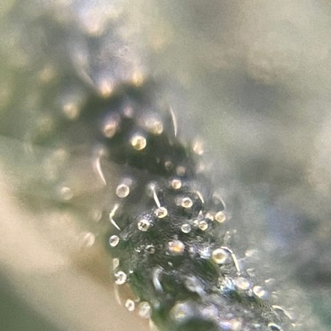 MG004 growlog timeline photo