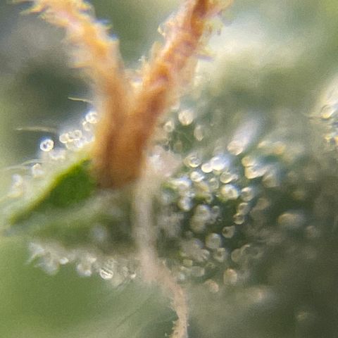 MG004 growlog timeline photo
