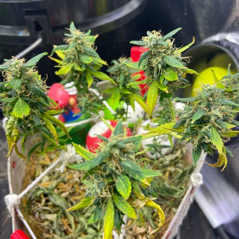 MG004 growlog timeline photo