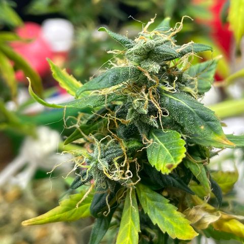 MG004 growlog timeline photo