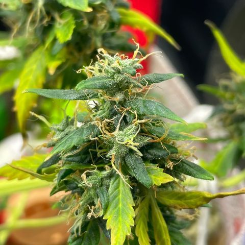 MG004 growlog timeline photo