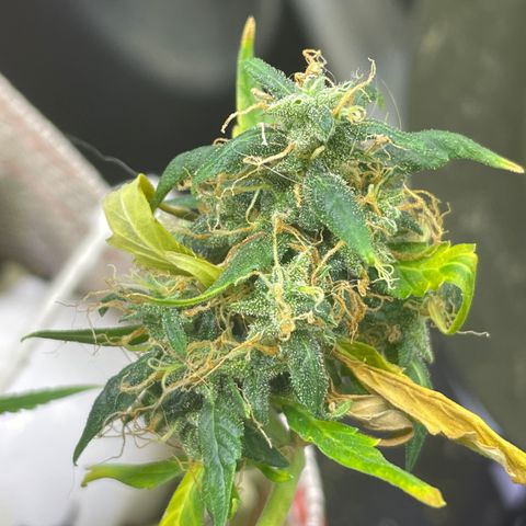 MG004 growlog timeline photo