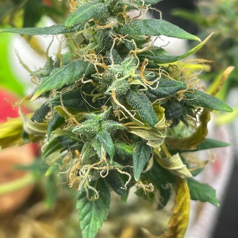 MG004 growlog timeline photo