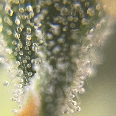 MG004 growlog timeline photo