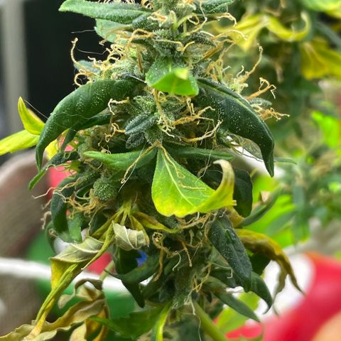 MG004 growlog timeline photo