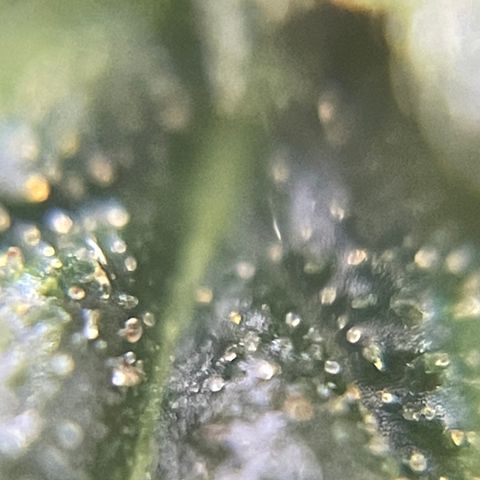 MG004 growlog timeline photo