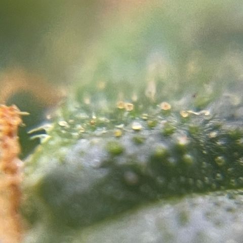 MG004 growlog timeline photo