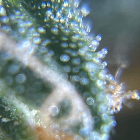 MG004 growlog timeline photo