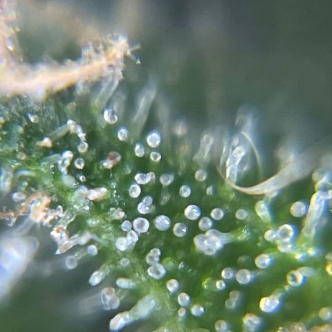MG004 growlog timeline photo