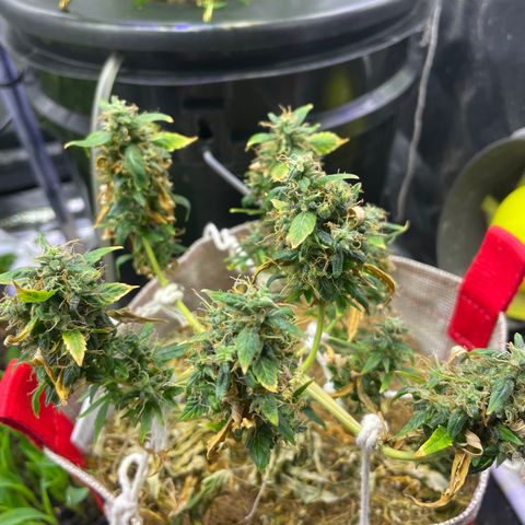 MG004 growlog timeline photo